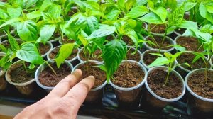 Шикарная рассада перцев под ЛАМПАМИ. Результат за 14 дней. Лучший свет для рассады.