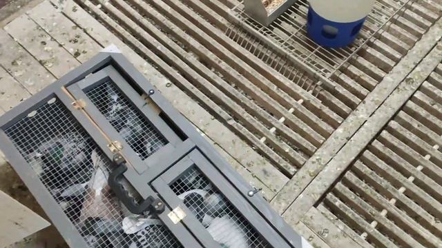 Jedziemy na koszowanie gołąbków 570 km Dobry Lot pozdrawiamy 👍👍👍👍👌👍🖐️😄 смотреть онлайн