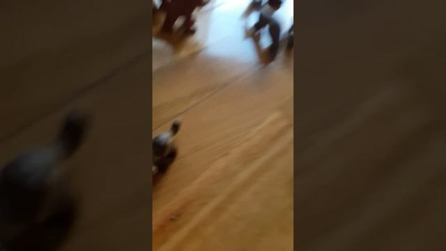 Los animales del bosque de la 1 a la 51 planeta de agostini смотреть онлайн