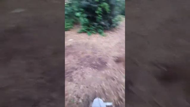 FOREST LIVE!!♡ смотреть онлайн