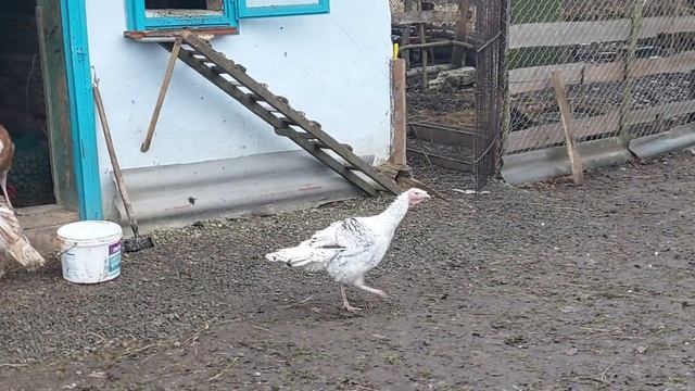 Індики відгодівля і догляд. смотреть онлайн