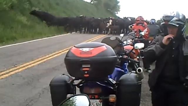 Quick pull over. There is a herd of cattle on the road. смотреть онлайн