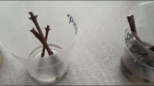 Черенки метельчатых гортензий, наблюдаем.