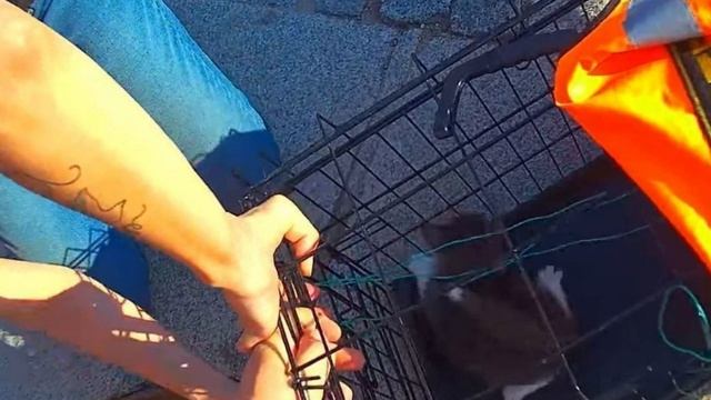 Жалобные крики двухмесячного котенка было слышно несколько дней подряд.Сам он не мог спастись❤️ смотреть онлайн