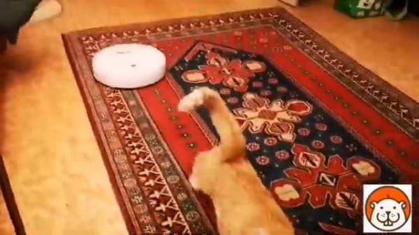 Котики и пылесосы