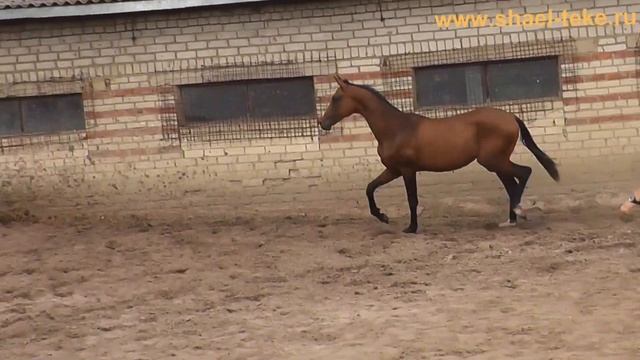 Oad Shael (Oyun Shael - Adas Shael), yearling, akhalteke colt, sale, ахалтекинец, продажа.й смотреть онлайн
