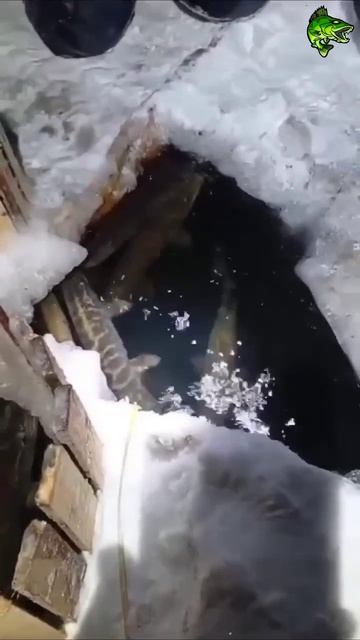 Зимняя рыбалка на щуку