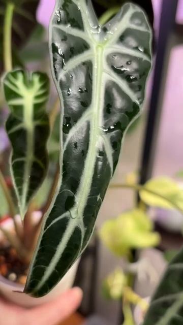 Мои алоказии смотреть онлайн