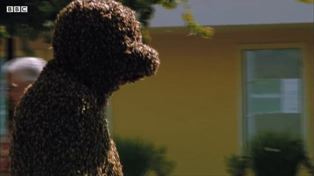 The Man Who Can Control Bees | Superswarm | BBC Earth смотреть онлайн