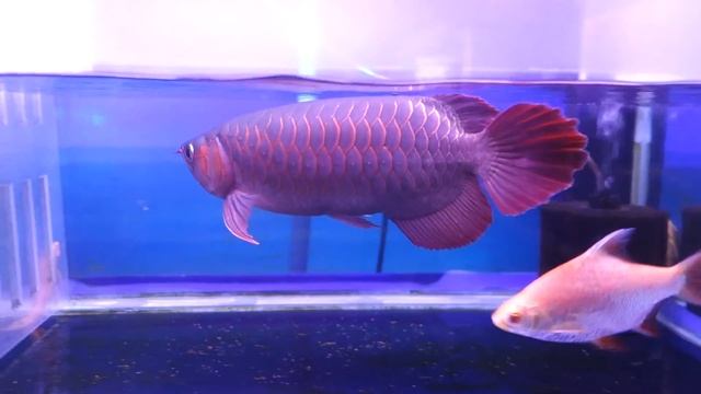 SR.5003 смотреть онлайн