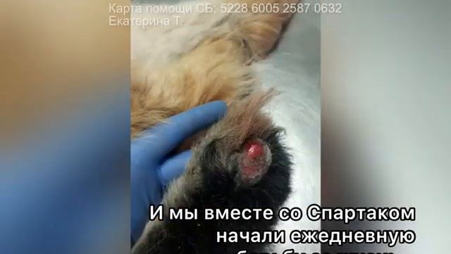 Спартак ищет дом,отправка в другие города реальна смотреть онлайн