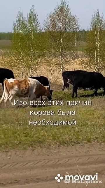 Приходите к нам на эфир 13 мая 8:00 по Мск времени! #шортс #тренды #тикток #коровы #эфир #питание смотреть онлайн