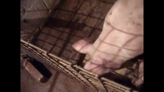 кармушка для свеней смотреть онлайн