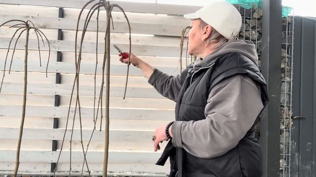 . Шелковица - Пендула в Сибири. Может ли расти и что надо сделать?