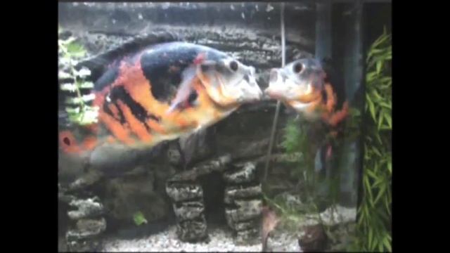 А я рыба, я рыба.mp4 смотреть онлайн