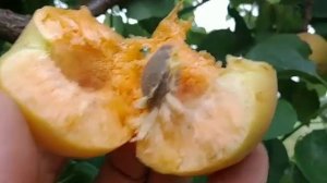 Абрикос Роял Бленхейм. Apricot Royal Blenheim. Смачний, десертний сорт з ніжною м'якоттю