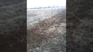 Фрезой по целине на японском минитракторе исеки