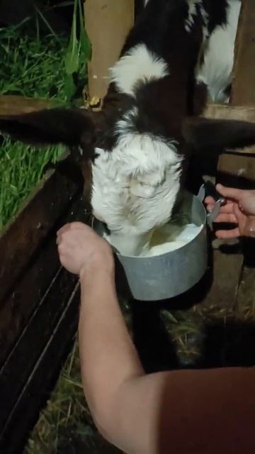 ТЕЛЕНОК ПЬЕТ МОЛОКО смотреть онлайн