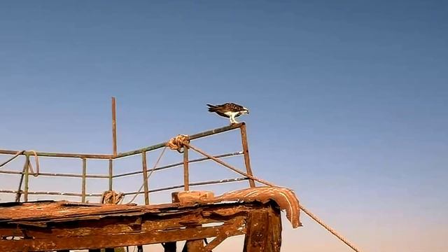 Osprey, Sea hawk (Pandion haliaetus), Скопа, Морской ястреб смотреть онлайн