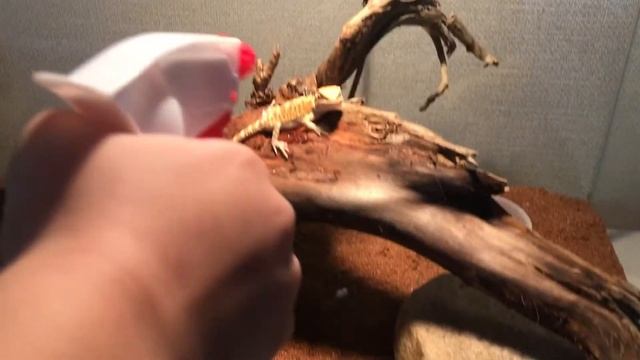 Содержание бородатой Агамы . Купание смотреть онлайн