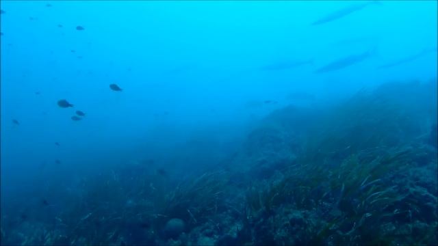 25 10 2016 Duik 259 Spanje L, Estartit Medes Eilanden Tasco Petit met Passion4Diving смотреть онлайн