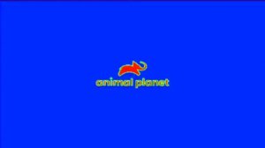 Заставка Animal planet С Эффектами N°1 Screensaver Animal planet With Effects N°1