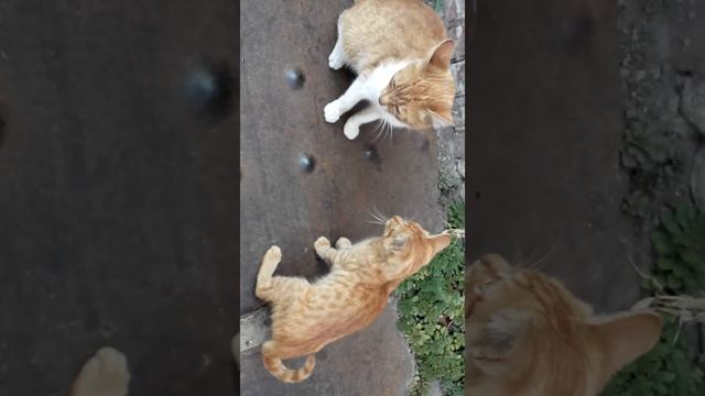бокс по кошачьи смотреть онлайн