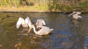 ЭТО НУЖНО ВИДЕТЬ! Как пеликаны ловят рыбу!