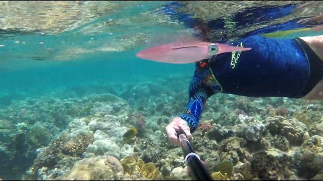 Кальмары тоже нас изучают.Under water with squid.Xiaomi yi 4k+ Underwater смотреть онлайн