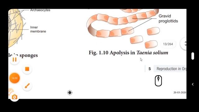 12th Bio-zoology(Eng medium) Lesson-1(Reproduction in organism's)"PART-4" "Tamilnadu samacheer Boo смотреть онлайн