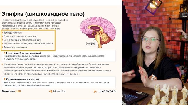 Эндокринная система человека. Серия углубленных лекций для ЕГЭ по биологии 2024 смотреть онлайн