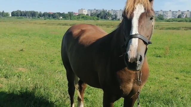 Лошадь или поросенок смотреть онлайн