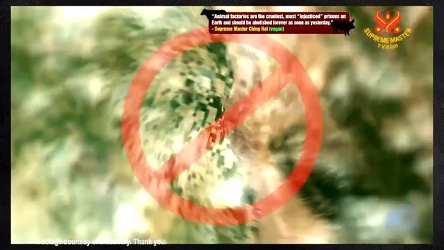 🔸3부 - 육식의 해로움 - 환경에 관한 심각한 영향 🔹️[P3] The Harmful Effects of Meat - The Dire Environmental Impact смотреть онлайн
