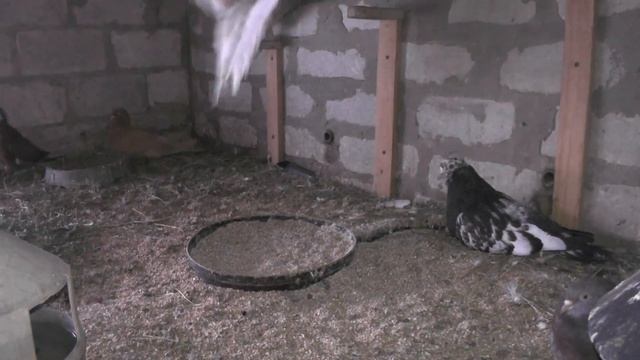 Хачу вам показать (гарем)7 самок и один голубь! смотреть онлайн