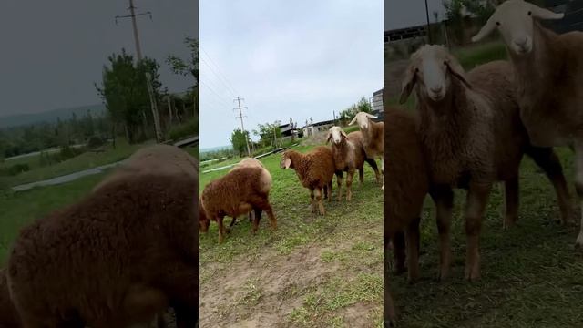 Арашан козу кочкор. Линия Вованыч 1 жаш козу тиш. Линия Нептун 4 ай    0700890890