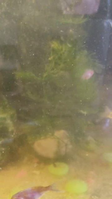 #SHORTS Мальки Карп Кои Комета 40 дней. Размер мальков в аквариуме koi carp смотреть онлайн