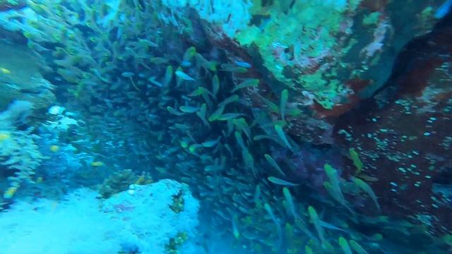 Дайвинг в Красном море смотреть онлайн