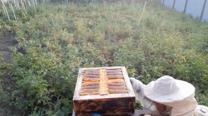 Японский улей! ОТБОР МЕДА!