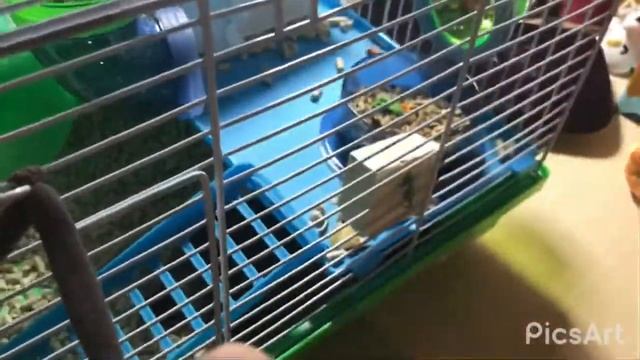 Новые питомцы ! 🌻🎀☺️🐁🐁 смотреть онлайн