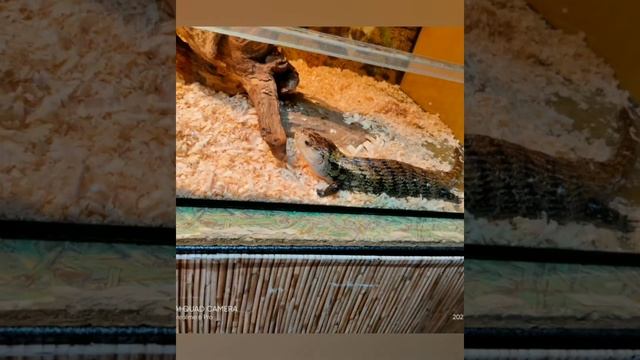 3D джунгли-парк смотреть онлайн