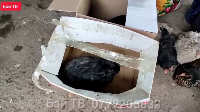 Тоок| Орус| Көчөт базары🥳👍 смотреть онлайн