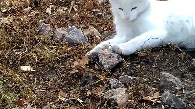 Прикол. Том и Джери. Кот играется с мышью. смотреть онлайн