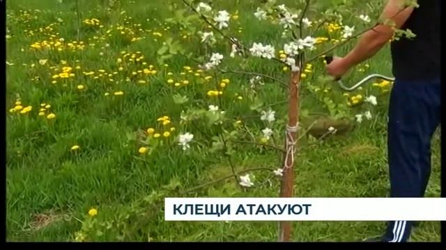 С начала сезона от укусов клещей пострадали 604 человека смотреть онлайн