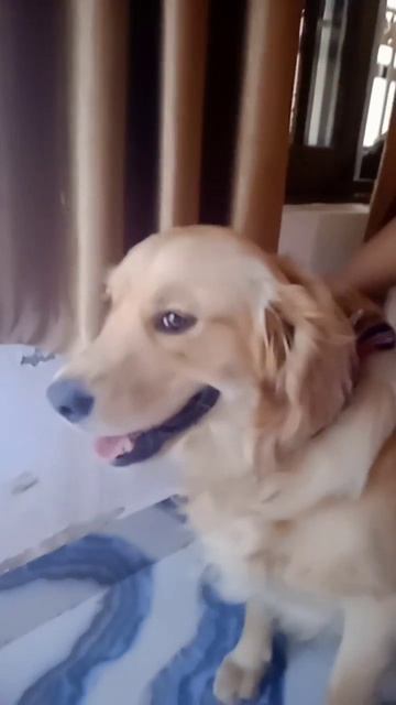 Cute golden retriever (BAGHI) смотреть онлайн