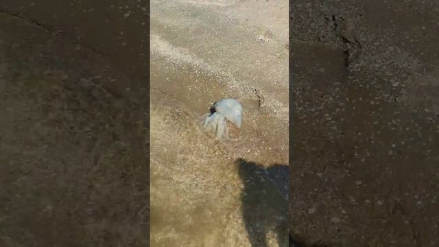 Слабонервным не смотреть!Ловля гигантских МЕДУЗ! на Азовском море!