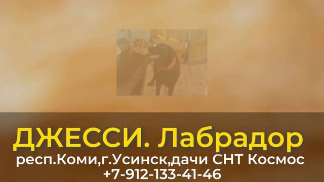 Пропала собака! ДЖЕССИ. Лабрадор. респ.Коми,г.Усинск смотреть онлайн