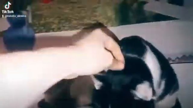 Самый милый котик.#Shorts#. смотреть онлайн
