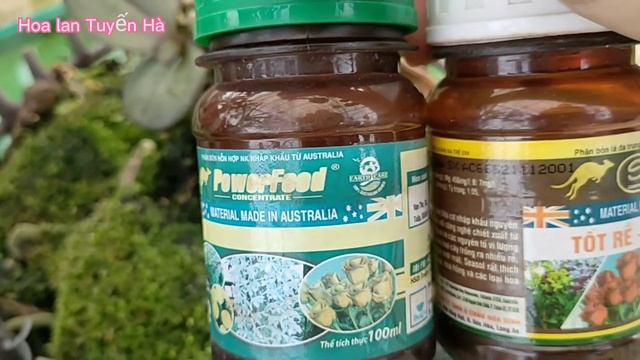 Làm cách này cây lan hồ điệp hồi sinh rất nhanh смотреть онлайн