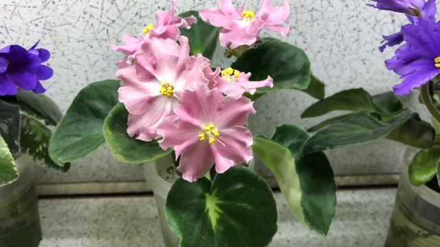 Цветение фиалок на стеллаже 14. 05.2024