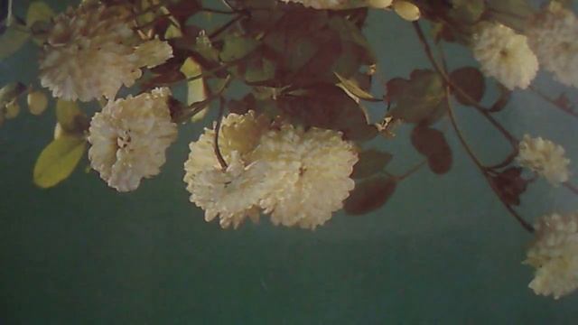 Родная земля(Родная, родная земля холмы и равнины, леса и поля(наброски) смотреть онлайн